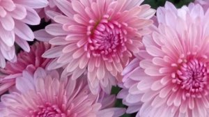 Обзор корейских хризантем.🌺 Как быстро перевалить хризантемы по отдельным стаканчикам.