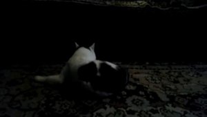 Действие валерьянки