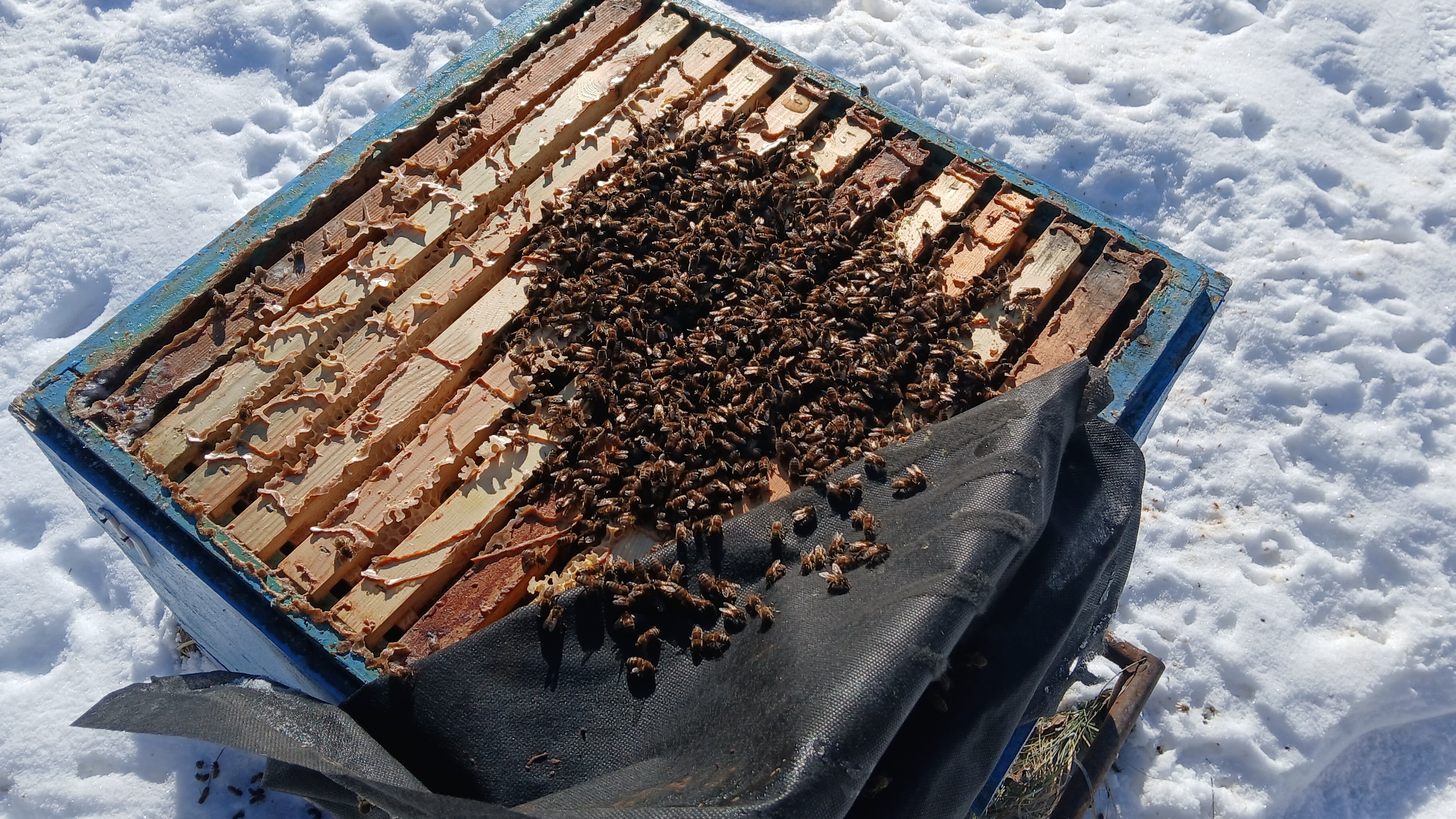 Лесной точёк и не только. Дозимовываем. Ревизия и канди