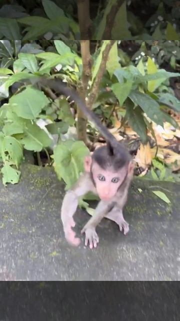 Monkey Forest, Ubud, Bali