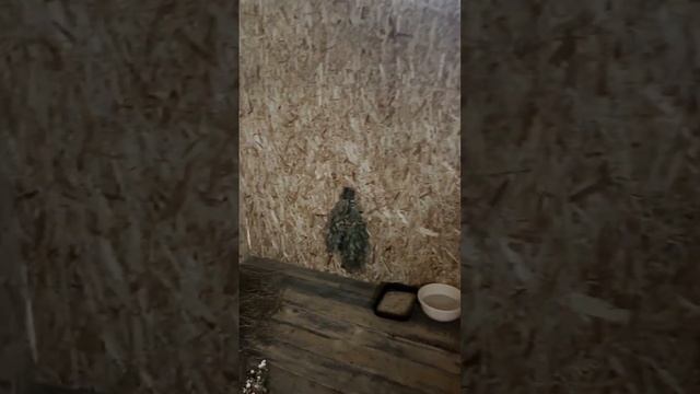 Козлятник построен, осталось совсем немного недоделок смотреть онлайн