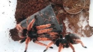 Brachypelma klaasi pairing