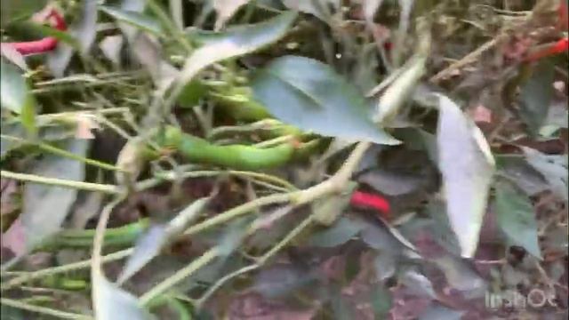 Кишлок омадем бохтар курганчон смотреть онлайн