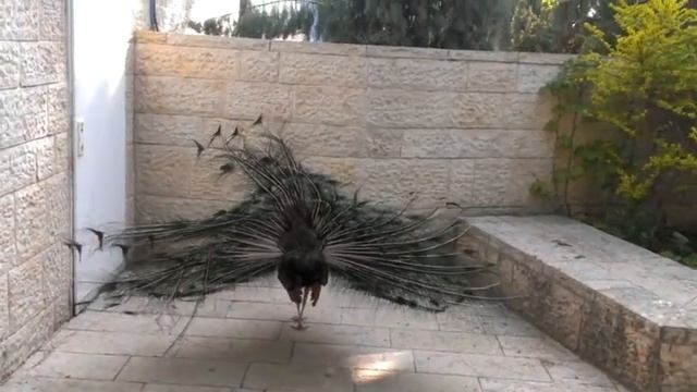 Peacock walking near Haifa zoo. смотреть онлайн