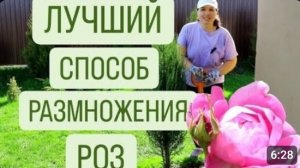 ЛУЧШИЙ СПОСОБ РАЗМНОЖЕНИЯ РОЗ. 9.04.2024г.