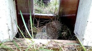 Мама еж с ежатами в домике / Mom hedgehog with children in the house