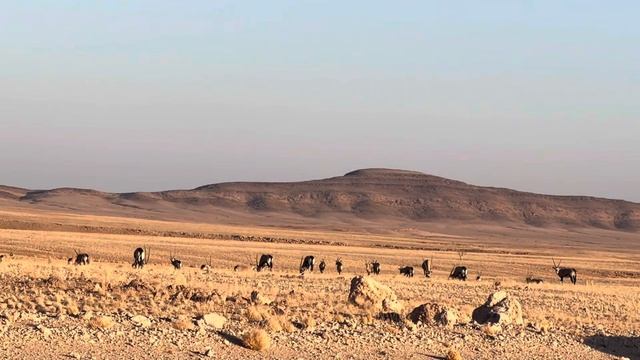 Scimitar Oryx - Africa смотреть онлайн