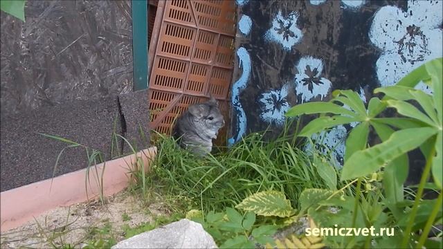 🍃🦡 Шиншилла на прогулке