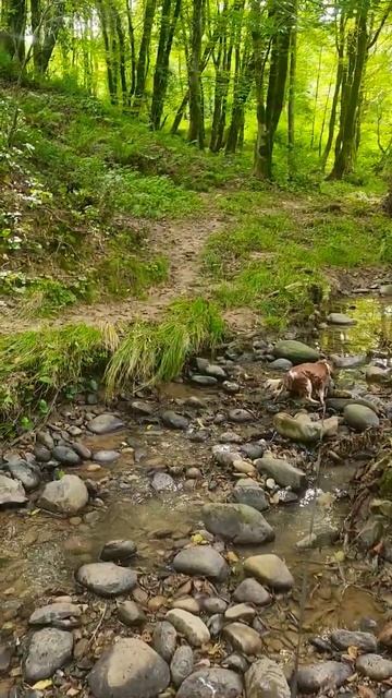 Утренняя зарядка и плавание Кавалерчика Мирославы. Чудное лето Сочи. смотреть онлайн
