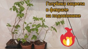 Кусты голубики зацвели в феврале. Возможен ли урожай?