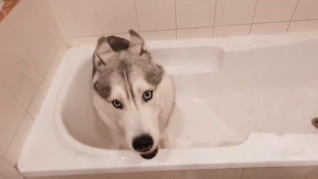 Dancing husky 🐶 Танцующий хаски смотреть онлайн