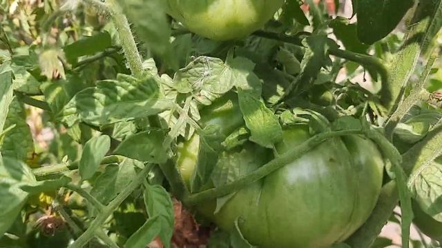 Урожай томатов. Первый сбор. 9 августа 2023 г. смотреть онлайн