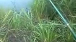 Наглый хомяк