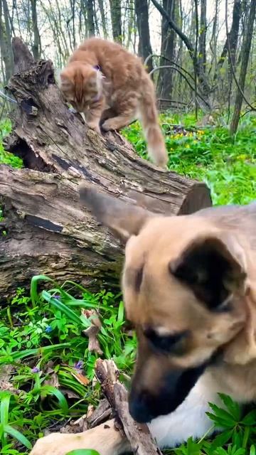 Урса очень любит грызть палки, но больше мы ей не разрешаем. Занозы по всей полости рта неизбежны смотреть онлайн