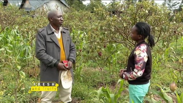 Tree-tomato farming best practices - Part 1