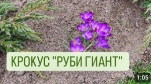 КРОКУС "РУБИ ГИАНТ". 29.03.2024г.