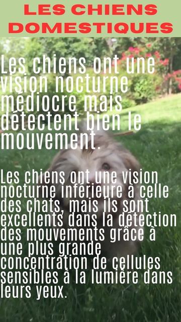 LE CHIEN DOMESTIQUE. #faitsintéressants #chiendoisamset drôle #chien #chien_drôles смотреть онлайн