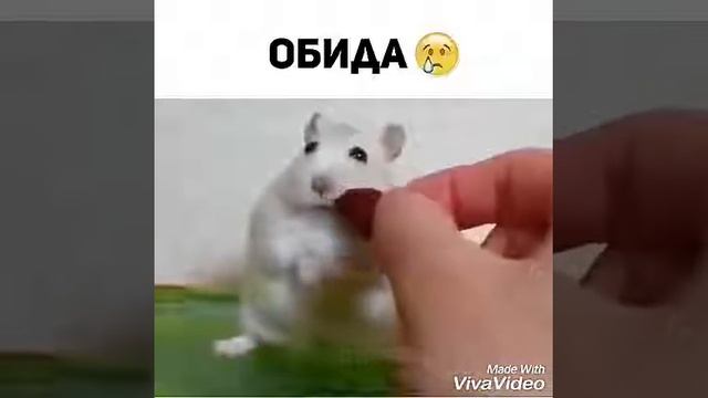 Бедный хомяк смотреть онлайн