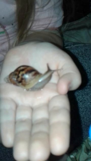 Улиточка Ахатина ретикулята смотреть онлайн