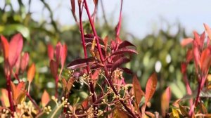 Photinia fraseri Red Robin | Фотиния фрейзера Ред Робин