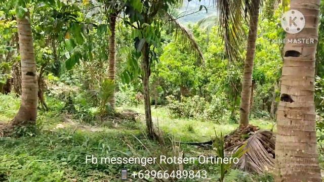 FARM LOT FOR SALE! 4,593sqm смотреть онлайн