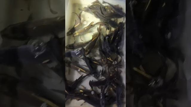 Эбони. Карпокарась