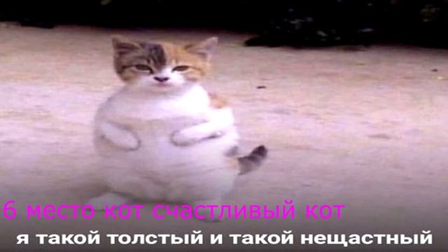 топ 10 котов котов дураков смотреть онлайн