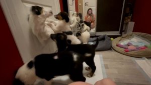 Щенки в добрые руки