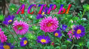 АСТРЫ - Ирина Левинзон