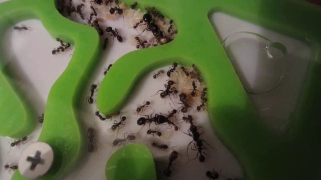 Переселение моих Messor Structor с инкубатора в формикарий. 04.02.2016 - 6. смотреть онлайн