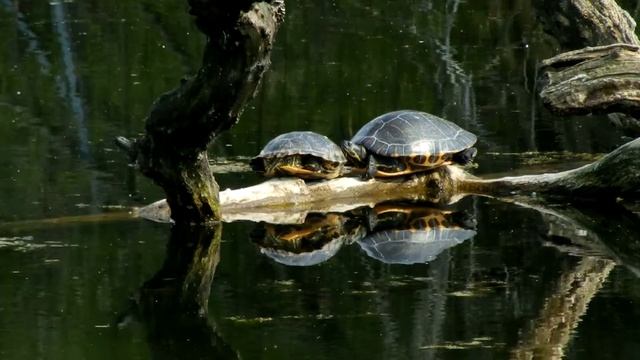 JERUSALEM FOTO=KREATIV FOTO=ISUS 1/888=MOUNT ATOS=HILANDAR-SVETI SAVA=ST CATHERINE MONESTRY-MT SINA смотреть онлайн
