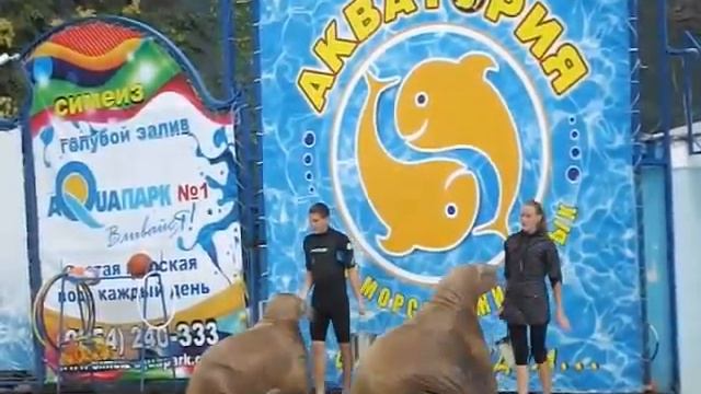 морские львы 3анимаются спортом смотреть онлайн