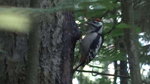 Слёток большого пёстрого дятла 22.06.2023 смотреть онлайн