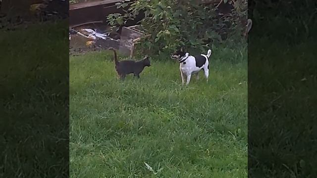 Jackson Playing With A Gray Kitty! #2 смотреть онлайн