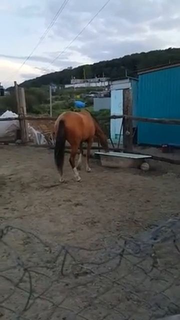 Чешется смотреть онлайн