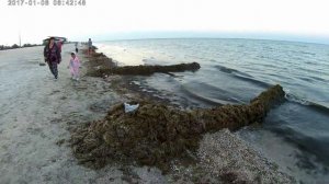 Море генгорка 2017