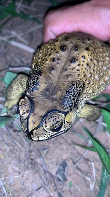 Toad daily life #virallife #rainfrog #animal #wildlife #viral #life #dailyvlog #shortsfeed смотреть онлайн