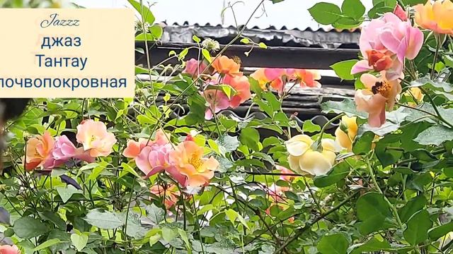 Бал двенадцати роз