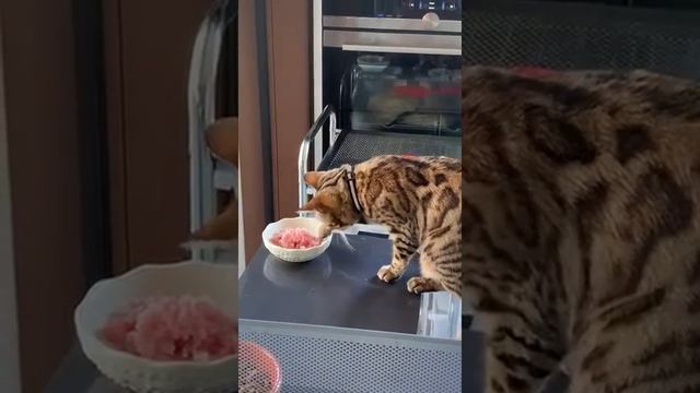 Муся кушает лапкой, Ромочка хрустит. смотреть онлайн