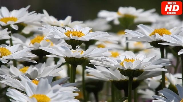 Bunga Daisy | Bellis Perennis смотреть онлайн