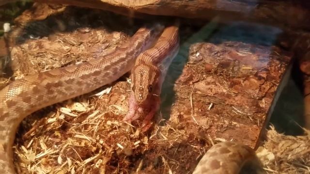Colombian Rainbow Boa, Arrow, finally accepts frozen Rat. смотреть онлайн