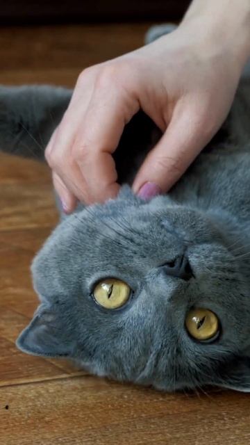 British Longhair cats 🐈 ❤ #shorts #animals #cat #britishlonghaircats #pets #funny #funnycats смотреть онлайн