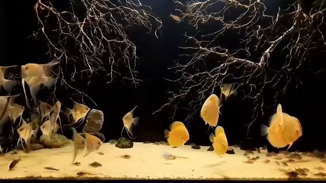 Аквариум с дискусами и скаляриями от Phúc Khánh смотреть онлайн