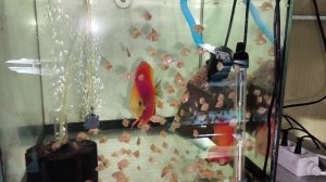 Разведение и содержание дискусов. 21 февраля 2025 года