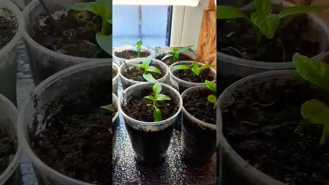 Пикировка перца🌱👌 Столько шума из за ничего 🙈 #перцывтеплице #перец #рассада #оттатьяныслюбовью