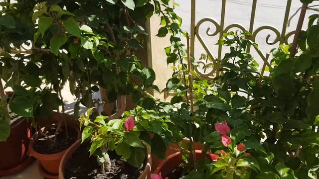 Вот как цветет бугенвиллея смотреть онлайн