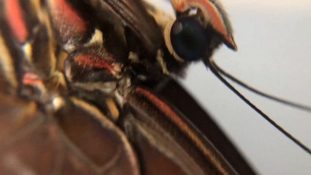 Blue Morpho Butterfly | Close Up Video смотреть онлайн