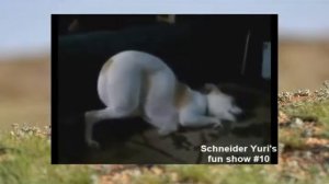 Ржачное видео про кошек!