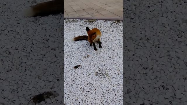 Лис и спрятанная добыча смотреть онлайн