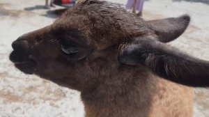 как вы тут живёте (МЕМ)